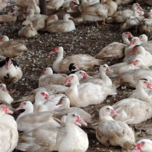 Pato Engorde
