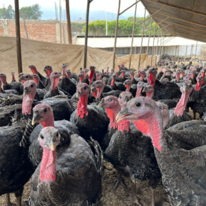 Pavo Negro